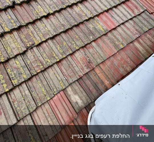 רעפים אדומים עם טחב צהוב על גג